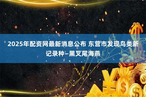 2025年配资网最新消息公布 东营市发现鸟类新记录种—黑叉尾海燕