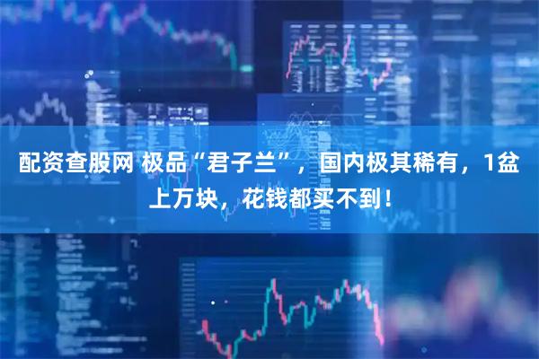 配资查股网 极品“君子兰”，国内极其稀有，1盆上万块，花钱都买不到！